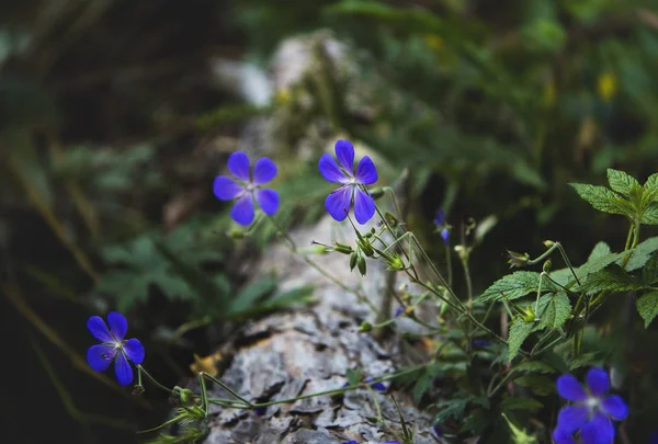 Flores azules de lino en un viejo tronco en un bosque — Foto de Stock