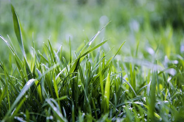 Hierba verde y gotas de agua después de la lluvia . — Foto de Stock