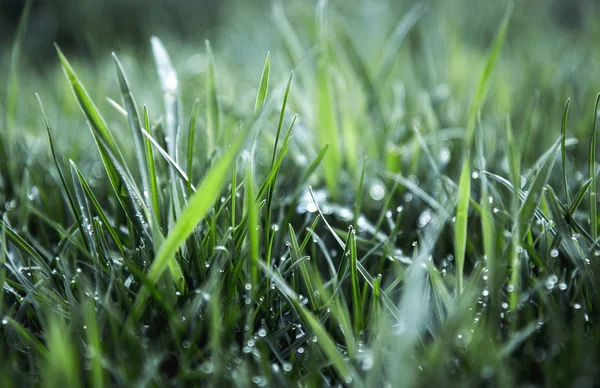 Hierba verde y gotas de agua después de la lluvia . — Foto de Stock