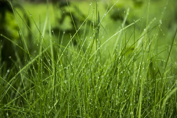 Hierba verde y gotas de agua después de la lluvia, fondo . — Foto de Stock