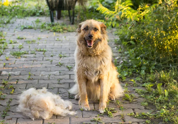 Büyük bir kabarık mutlu köpek onların yün açık havada dökülme sonra oturuyor.