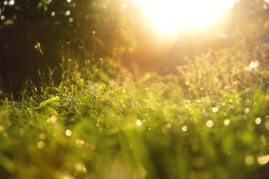 güneşli bir gün batımı sırasında arka plan çimen.