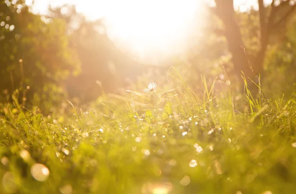 Fondo de hierba y flor de manzanilla en un día soleado durante el atardecer . — Foto de Stock