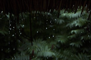 yağmur damlaları düşme bambu çatı üzerinden.