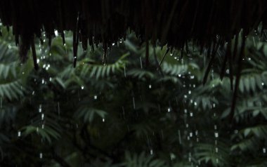 yağmur damlaları düşme bambu çatı üzerinden.