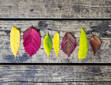 sonbaharda ahşap arka plan üzerinde renkli yaprakları