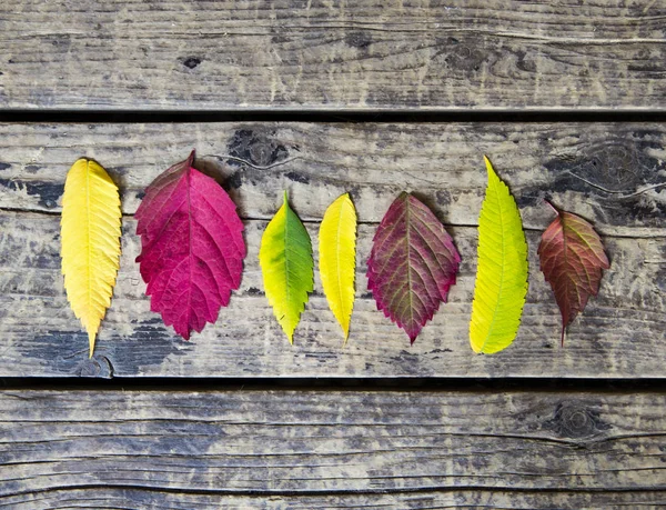 sonbaharda ahşap arka plan üzerinde renkli yaprakları