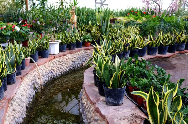 Sansevieria-Pflanzen am Teich im Gewächshaus — Stockfoto