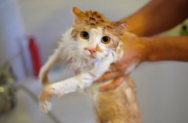 Kedi yıkama. Islak, korkmuş ve mutsuz kedi insan elinde