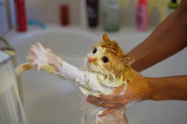 Миття кота. Мокрий, наляканий і нещасний кіт в руках людини — стокове фото