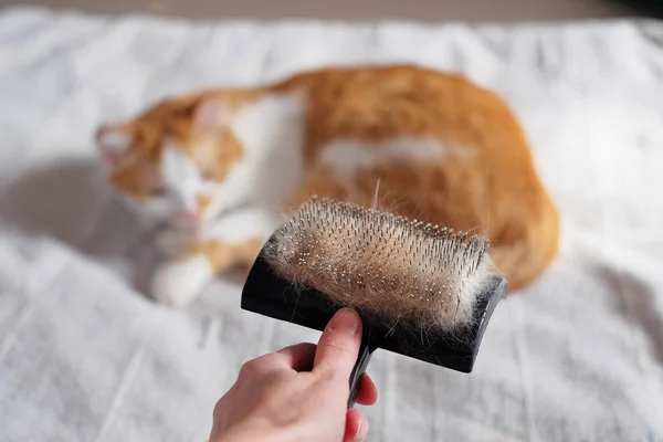 tam bir el ve yalancı kedi içinde belgili tanımlık geçmiş evde beslenen hayvan kürk tarak