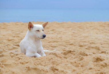 Beyaz sevimli sahilde yalan ve gülümseyen köpek rahat.