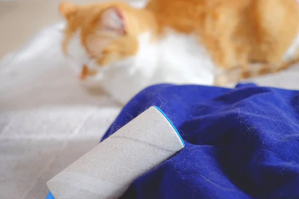Dökülme, tüysüz çıkarmak ve mavi elbise hayvanın saç tam kedi