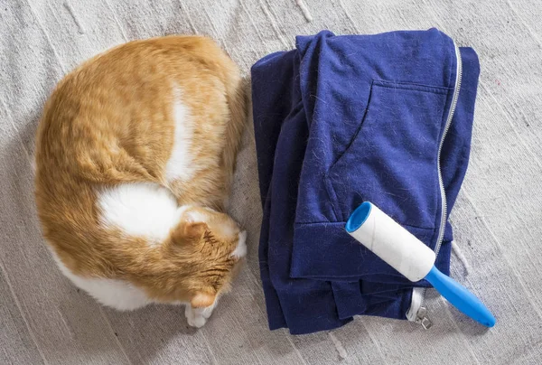 Dökülme, tüysüz çıkarmak ve mavi elbise hayvanın saç tam kedi
