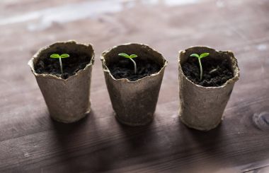 Turba tencere ahşap arka plan üzerinde küçük filizi ile