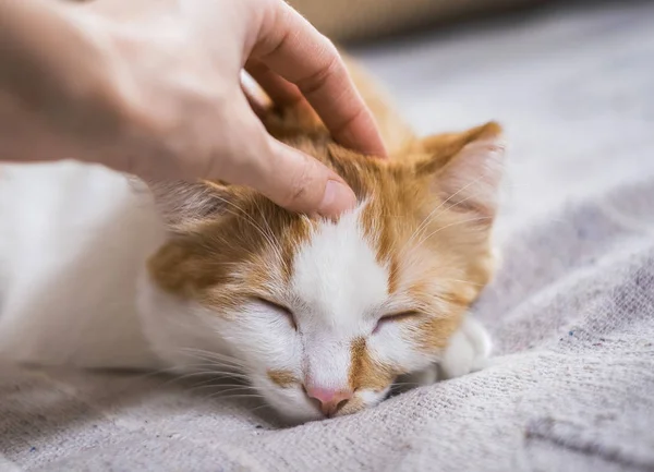 Mujer mano acariciando lindo naranja y blanco gato — Foto de Stock