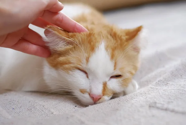 Mulher mão petting bonito laranja e branco gato — Fotografia de Stock