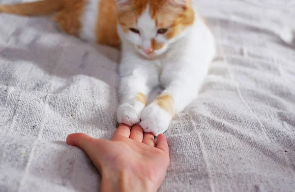 Amistad entre humanos y gatos. Las patas están en la mano . — Foto de Stock