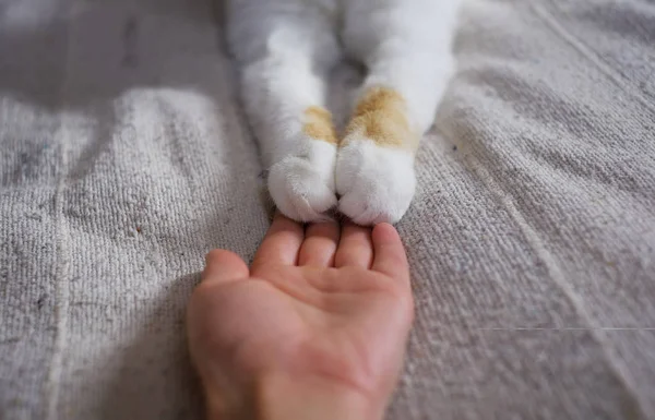 Amistad entre humanos y gatos. Las patas están en la mano . —  Fotos de Stock