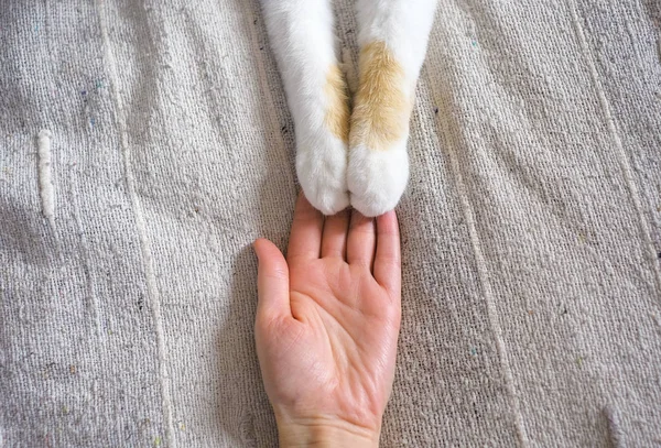 Freundschaft zwischen Mensch und Katze. Pfoten sind auf der Hand. — Stockfoto