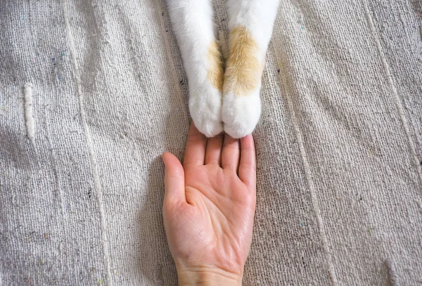 Vriendschap tussen mens en kat. Poten zijn aan de kant. — Stockfoto