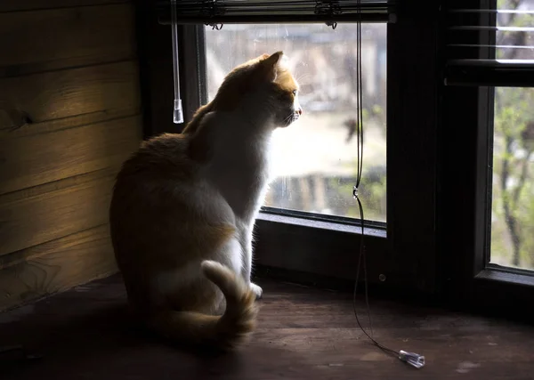 Gato sentado en el alféizar de la ventana, mirando por la ventana y esperando a un humano — Foto de Stock