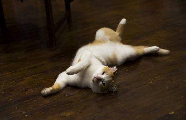 Komik şirin turuncu tekir kedi yerde yatarken