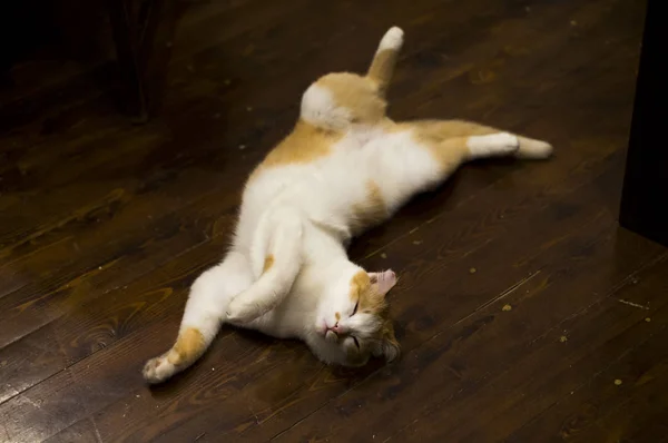 Funny cute orange tabby cat lying on the floor — Stock Photo, Image