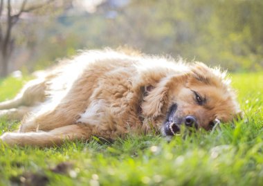 Mutlu rahat güzel kabarık bej köpek çim üzerinde yalan