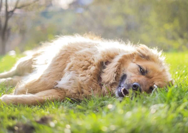 Happy relaxed beautiful fluffy beige dog lying on the grass — Stock Photo, Image