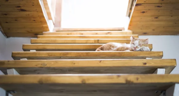 Zabawny ładny pomarańczowy pręgowany kot śpi na schodach — Zdjęcie stockowe