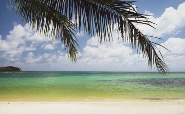 Tayland, Koh Samui adasında turkuaz suyu ve palmiye yaprağı olan güzel bir tropik plaj.