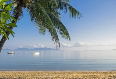 Güzel tropikal plajlar, denizde palmiye yaprakları ve yatları, Tayland, Koh Samui