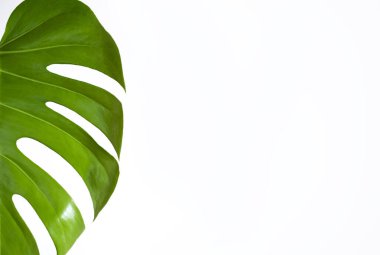 Beyaz arka planda canavar bitki yaprağı. Boşluğu kopyala.