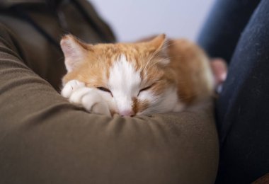 Sevimli kedi insanların elinde yalan.