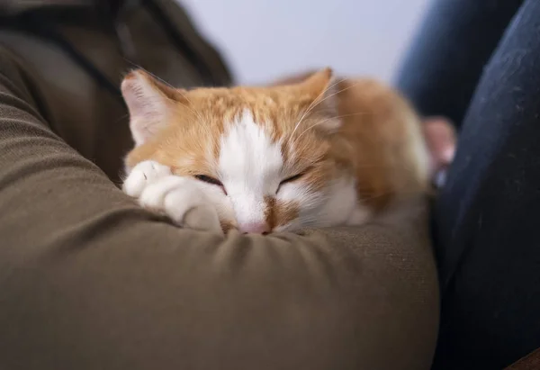 Милая кошка, лежащая на человеческой руке . — стоковое фото