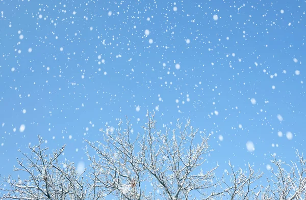 Winter blue sky background with snow and trees — Stock Photo, Image