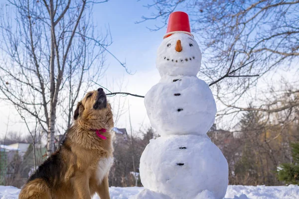 Snowman and furry dog under a blue sky on a winter day