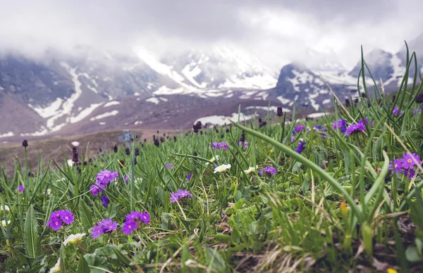 Feld von lila Wildblumen mit schneebedeckten Bergen im Hintergrund — Stockfoto