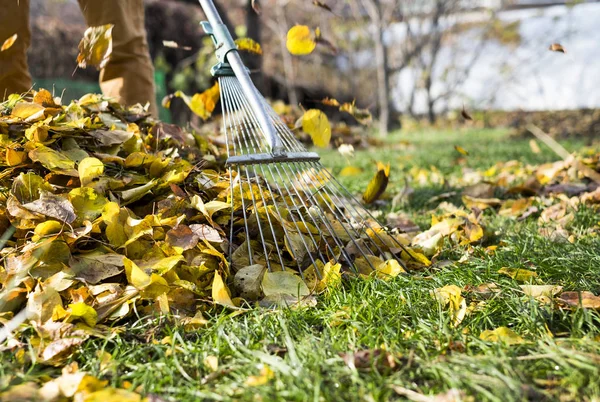 Rastrillar las hojas con rastrillo del ventilador del césped — Foto de Stock