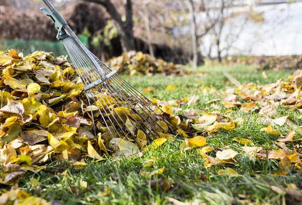 Raking leaves with fan rake from the lawn — Stock Photo, Image
