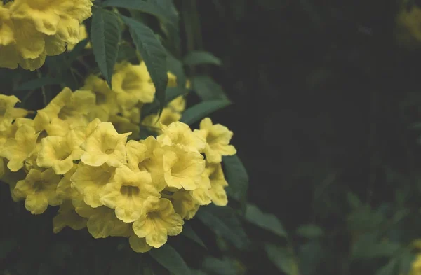 Hermosas flores amarillas y fondo oscuro — Foto de Stock