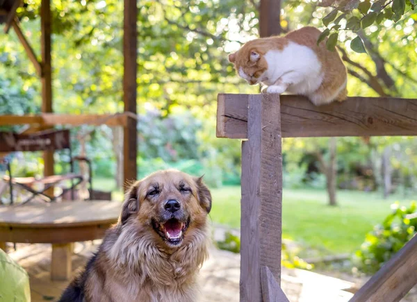 Animales divertidos. Perro y gato juntos, perro sonríe — Foto de Stock