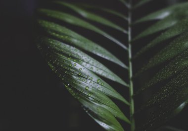 Yakın mesafeden su damlaları olan bir avuç içi izni. Doğa, bitki ve tazelik kavramı