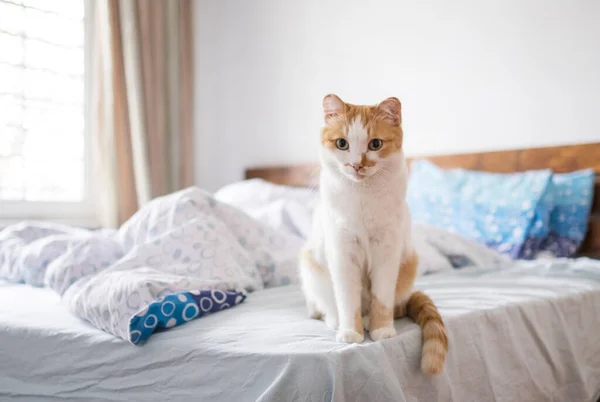 Słodkie pomarańczowy i biały kot siedzi na łóżku — Zdjęcie stockowe