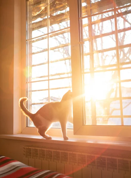 Gato sentado no peitoril da janela, olhando pela janela e esperando por um humano — Fotografia de Stock