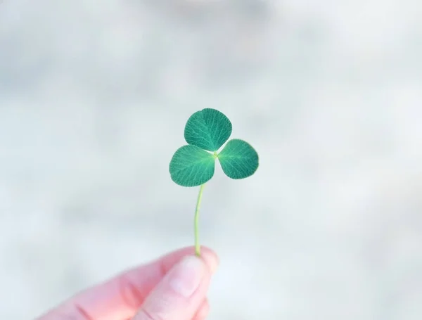 A hand is holding a clover — Stock Photo, Image