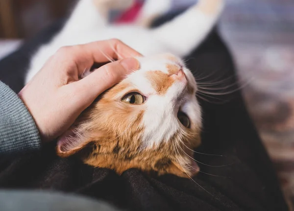 Милый оранжевый и белый кот и человеческая рука — стоковое фото
