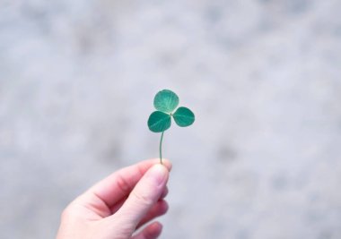 Bir el yonca tutuyor.