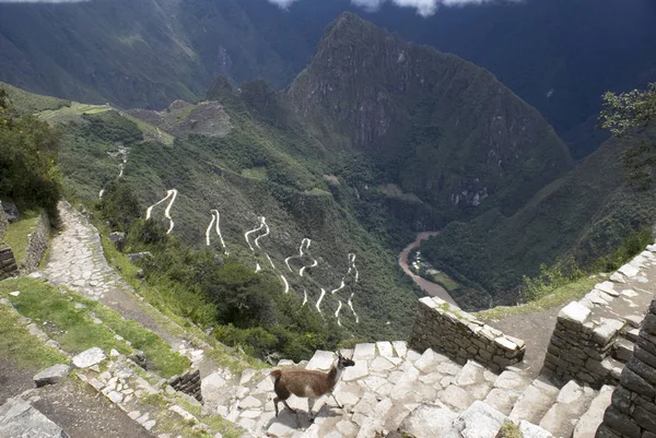 Machu Picchu with Lama — Stock Photo, Image